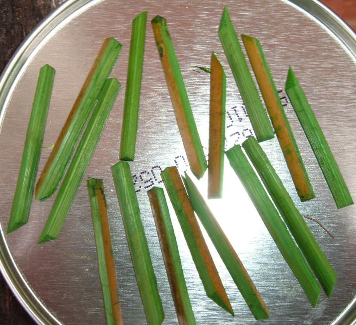 DopedNeedles